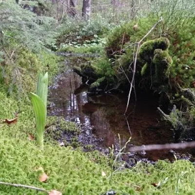 Mshana Marsh