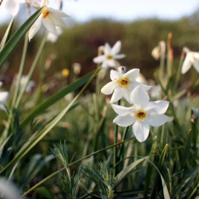 Valley of daffodils, Khust — 2