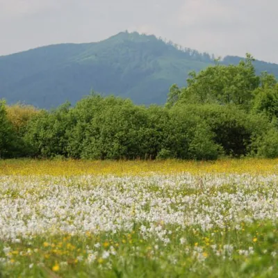 Valley of daffodils, Khust — 3