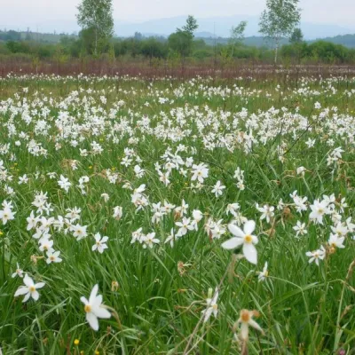Valley of daffodils, Khust — 4
