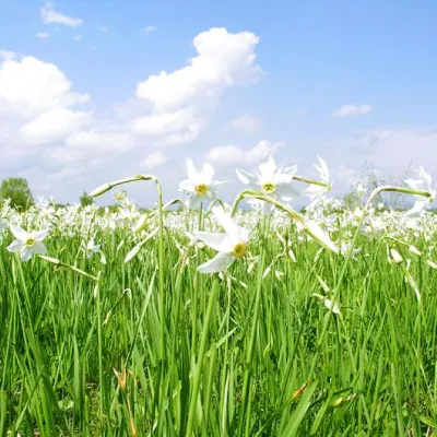 Valley of daffodils, Khust — 5