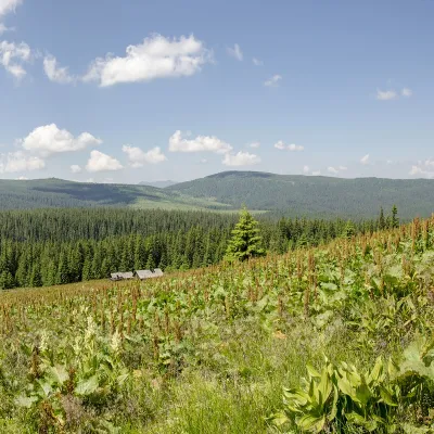 Гора Палениця