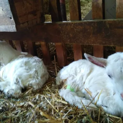 Eliza's farm — 3