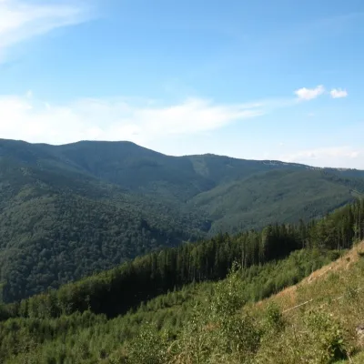 Kosmatska's bald head — 2