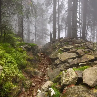 Kosmatska's bald head — 3