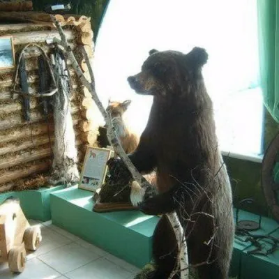 Muzeum Niedźwiedzia Brunatnego — 4