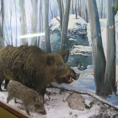 Muzeum "Natura Ziemi Galicyjskiej" Narodowego Parku Przyrodniczego Halińskiego — 4