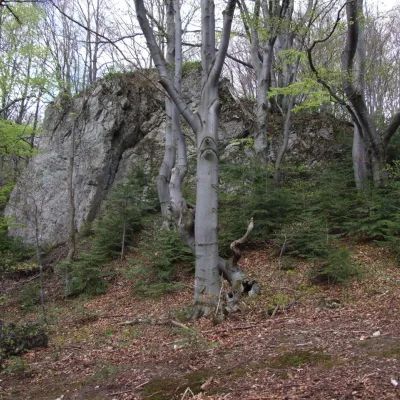 Czoło — 2