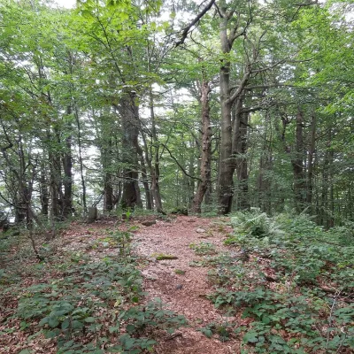 Nežabec — 3