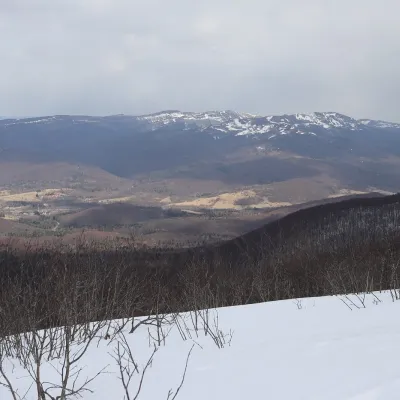 Tarnica