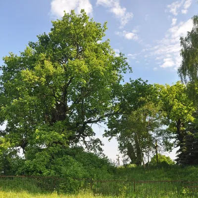 Дуби Хмельницького, Підгірне — 4