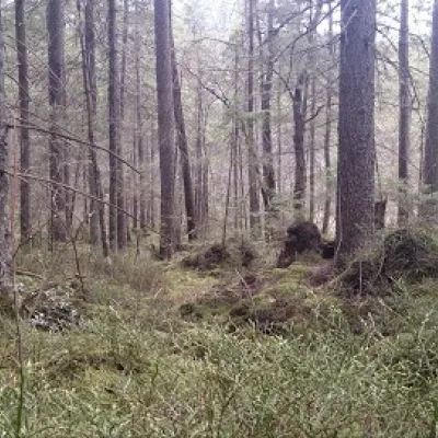 Болото Мшана — 5