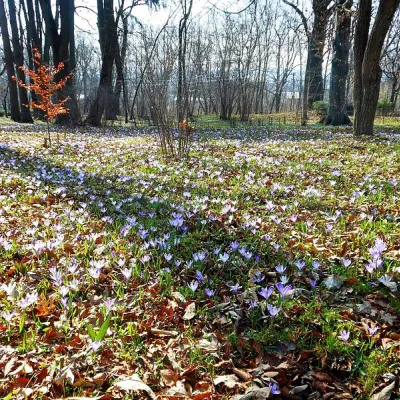 Storozhynets Arboretum and Orenstein Estate — 5