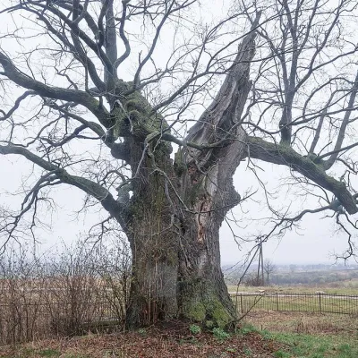 Дуби Хмельницького, Підгірне — 3