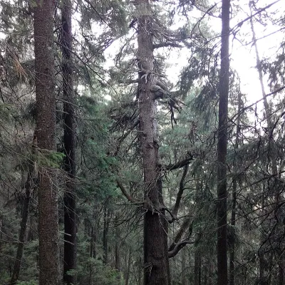 Yaykivsky Botanical Reserve — 2