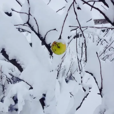 Гостьовий будинок "Ясінь Світ" Ясіня — 5
