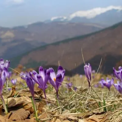 Шале "Кукавиця" Щербовець — 5