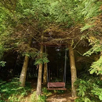 Forest House exclusive — 5