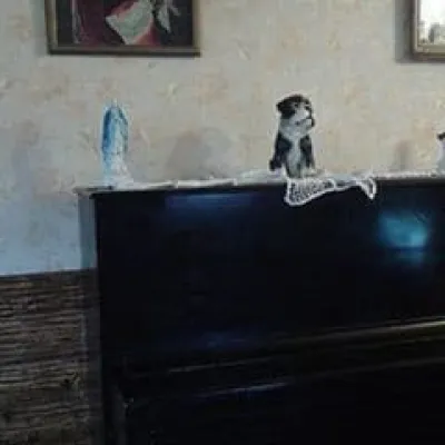 Хата в Карпатах  — 5