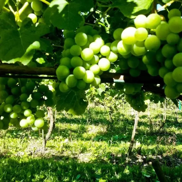 Piwnice Antoniego in Wola Lubecka: wine, honey and tastings