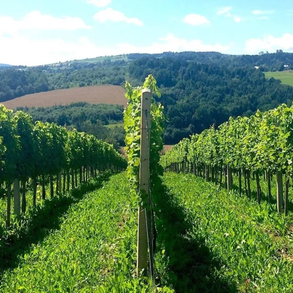 Chodorowa vineyard near Grybów: tour and wine tasting