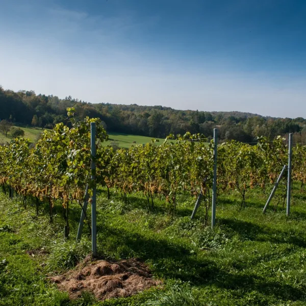 Winnica Chronów: natural wines where the Island Beskids begin