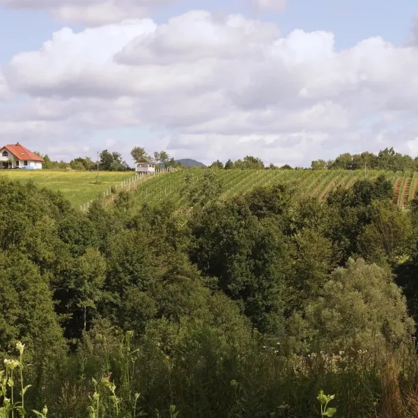 Sztukówka Vineyard near Frysztak: wines named after folk instruments