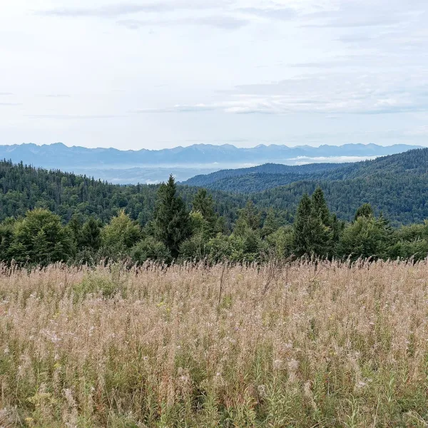 Gorc Kamienicki Glade