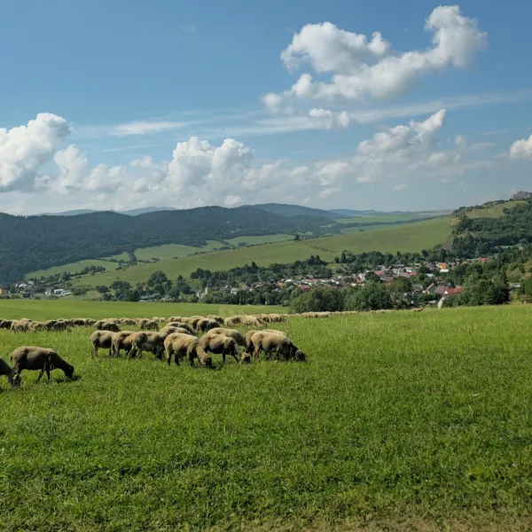 Farma Kamenica – rodzinna owczarnia z serami owczymi na Szaryszu