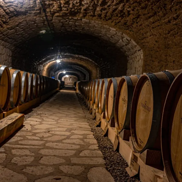 Винарня Tokaj Gold у Віничках: туфовий погріб серед виноградника