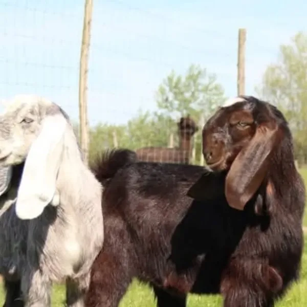 Ферма Magnificent Farm, Батьово