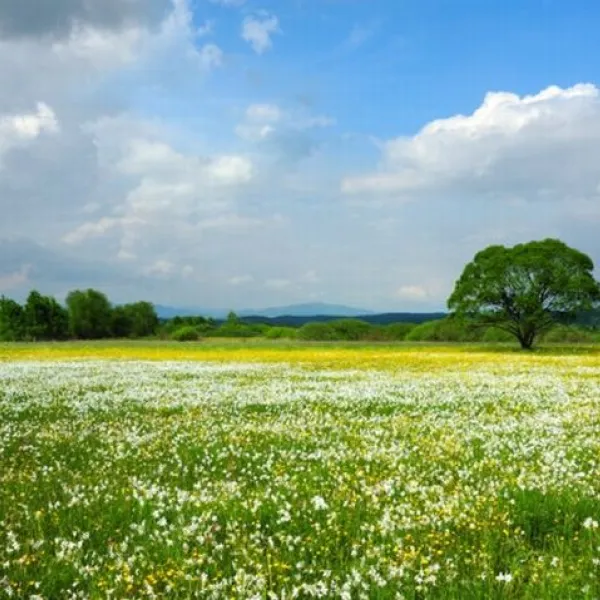 Valley of daffodils, Khust