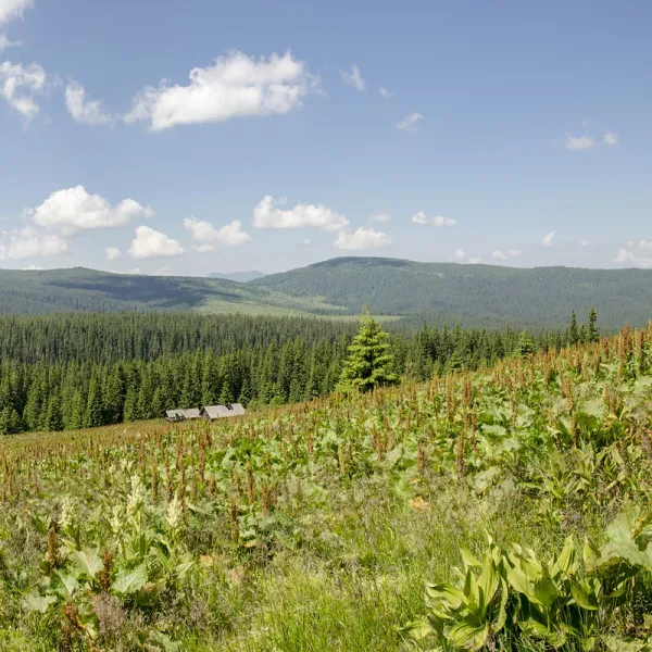 Гора Палениця