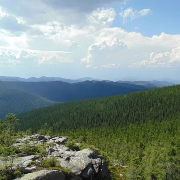 Kosmatska's bald head