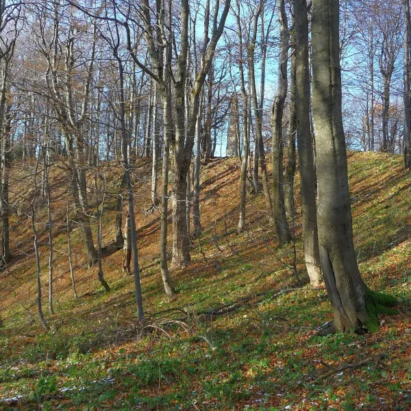 Chryszczata