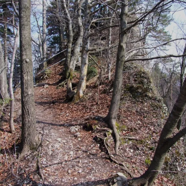 Czerteż