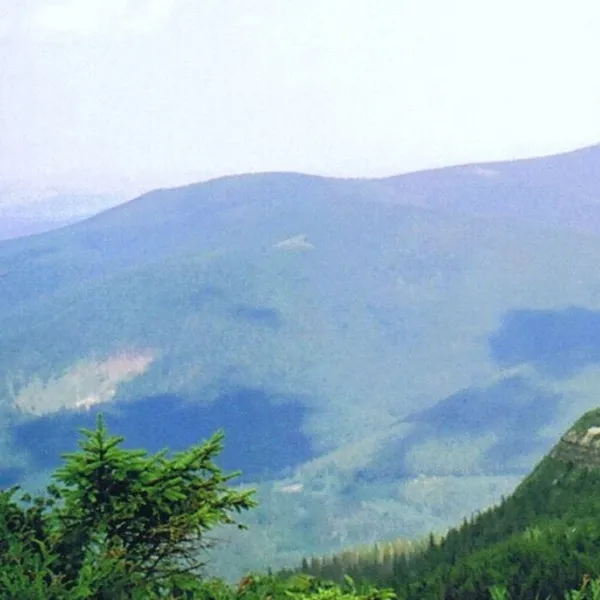 Kiczorka (Cyl Hali Śmietanowej)
