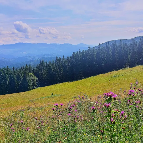 Гора Кичера (Ворохта)