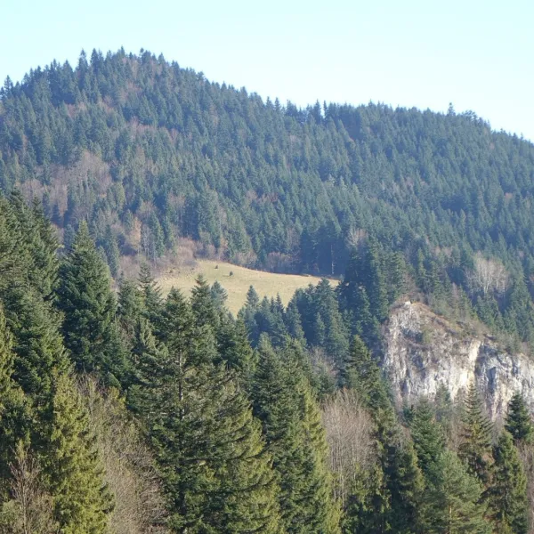 Macelak