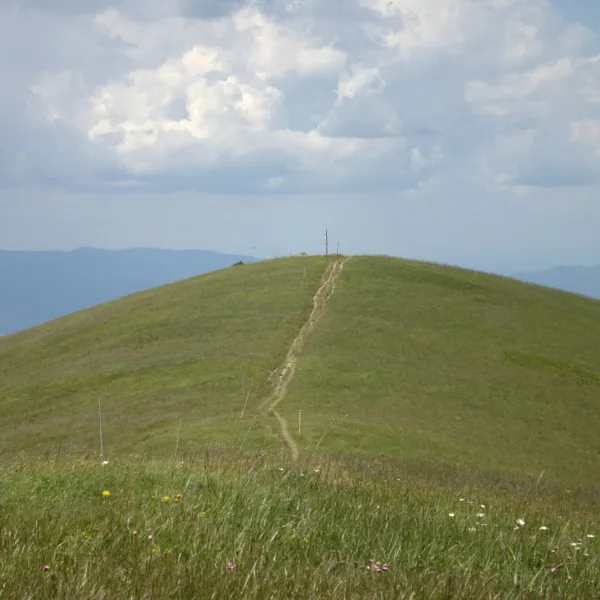 Ostredok