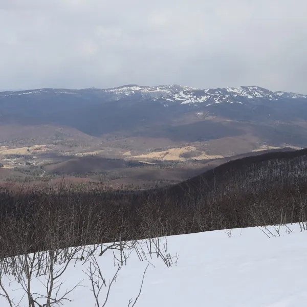 Tarnica