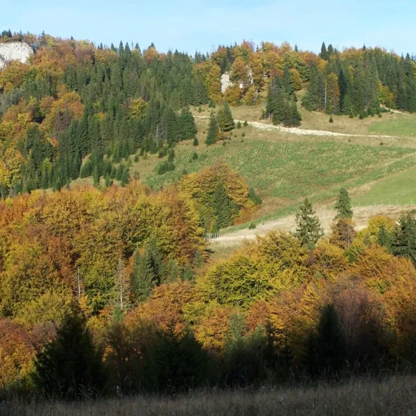 Watrisko