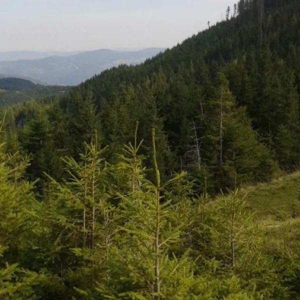 Polonyna Lazok