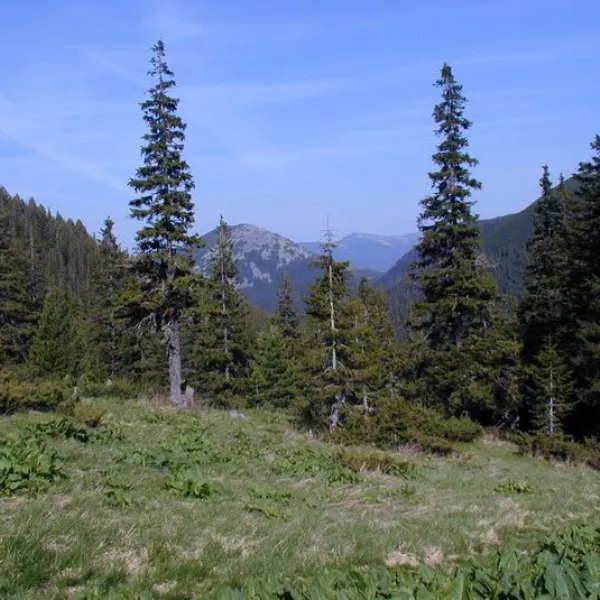 Polonyna Plisce