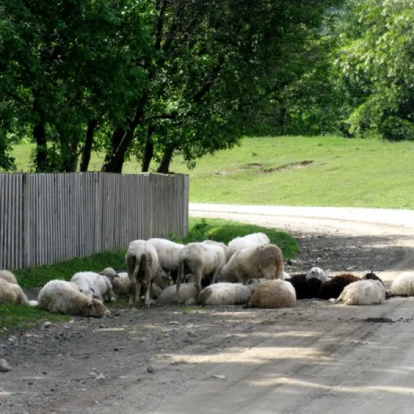 Stara Krasnoshora — photo 4