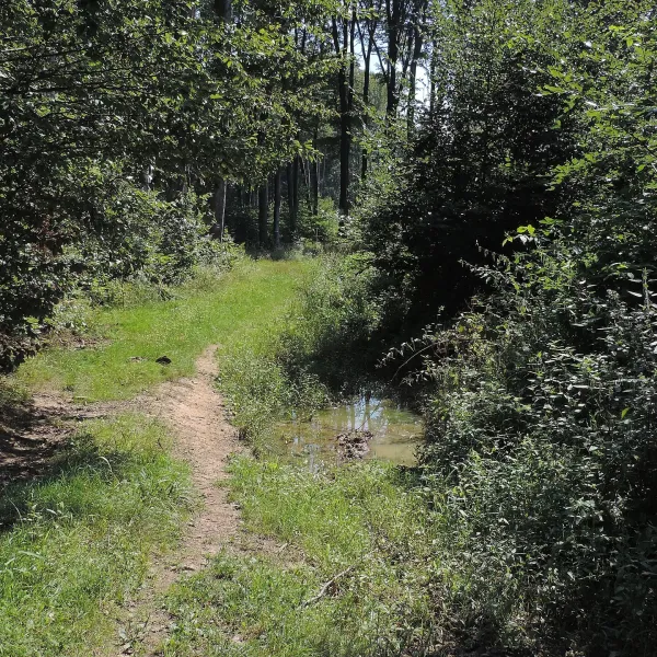 Drienovská Nová Ves — photo 2