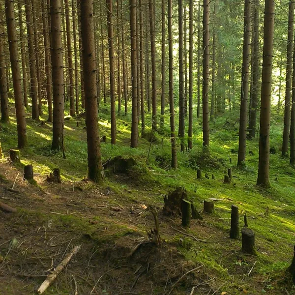 Čierny Balog — photo 4