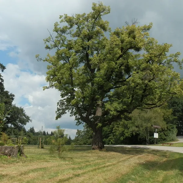 Smolenice — zdjęcie 3