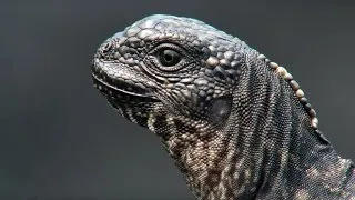 Iguana vs. snakes - BBC: Planet Earth 2