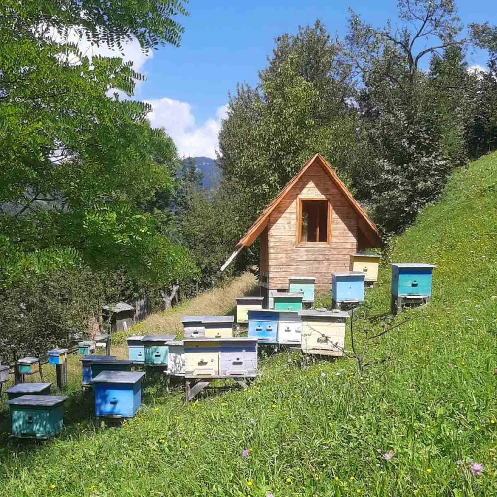 Roman Boichuk's apiary, Rakhiv